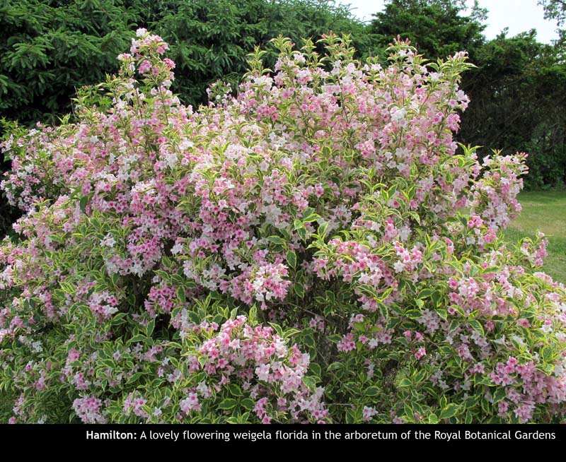 RBG027