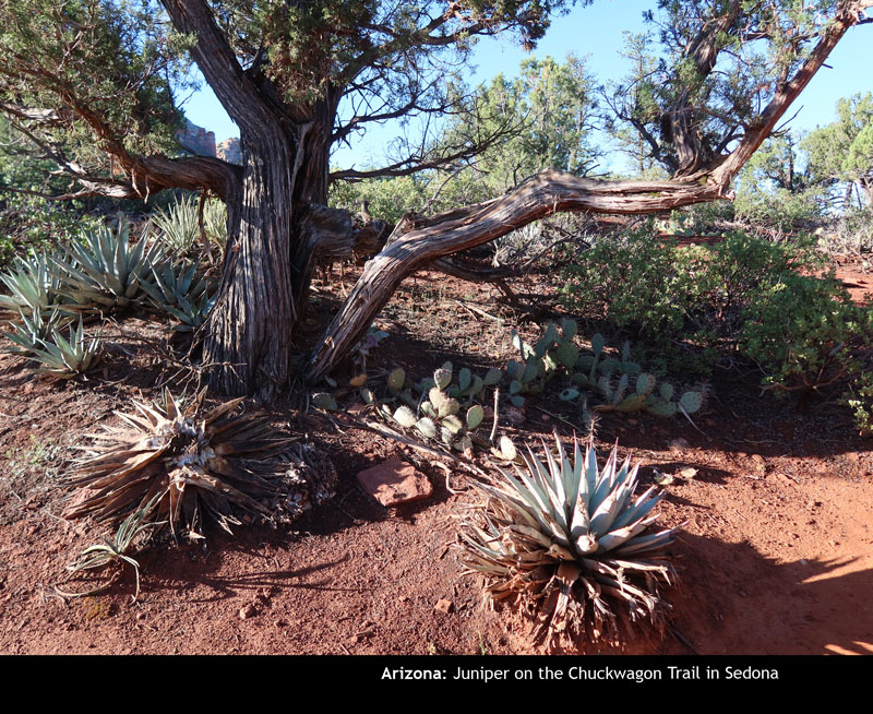 Sedona023