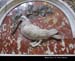 Vatican041
