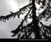 WashingtonState12