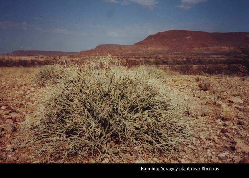 Etosha-Namib12