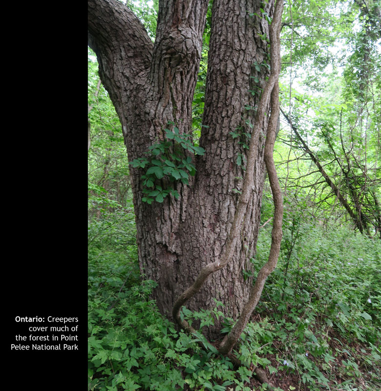 Pelee06