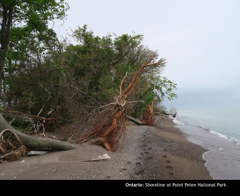 Pelee13
