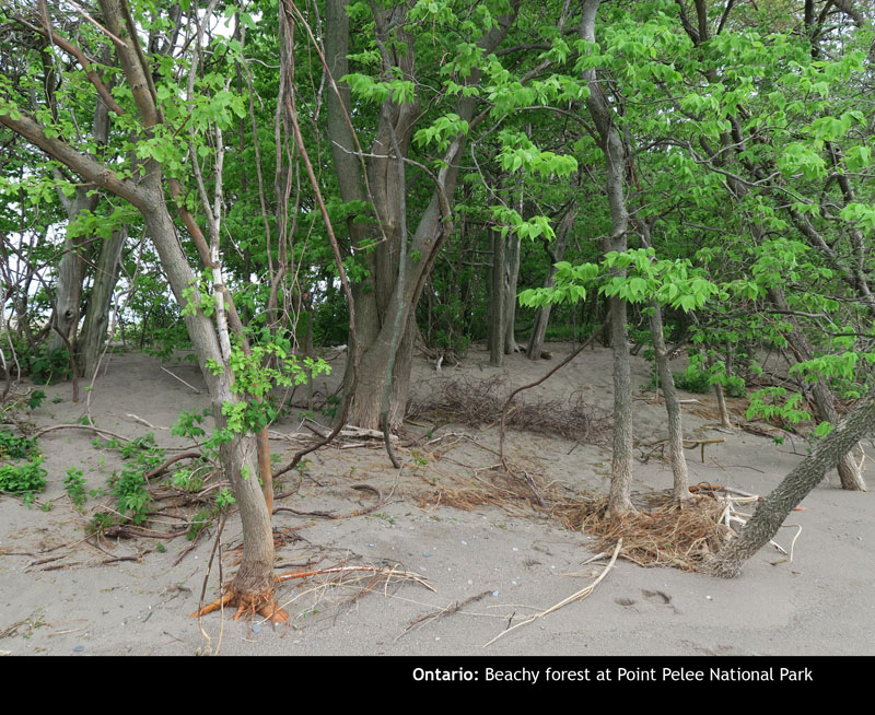 Pelee14
