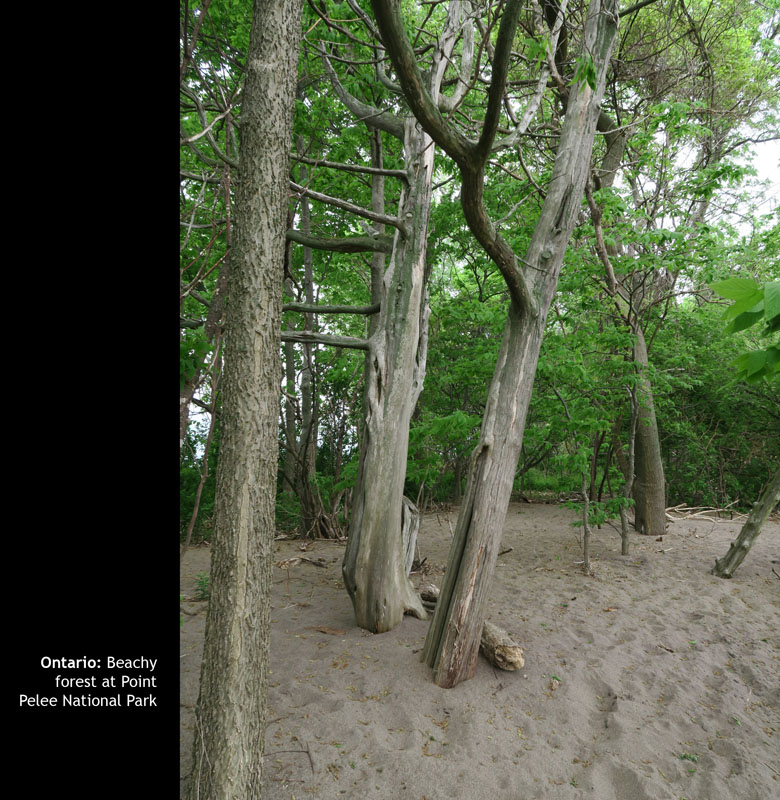 Pelee15